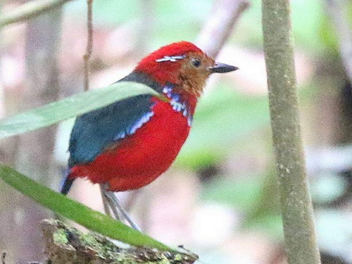 Blue-banded Pitta