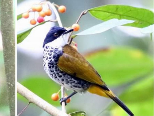 Scaly-breasted Bulbul