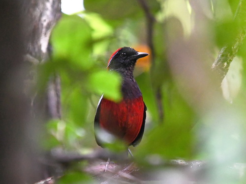 Garnet Pitta
