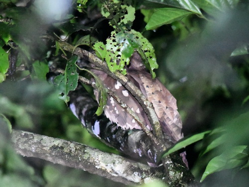 Dulit Frogmouth