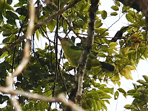 Mountain Barbet