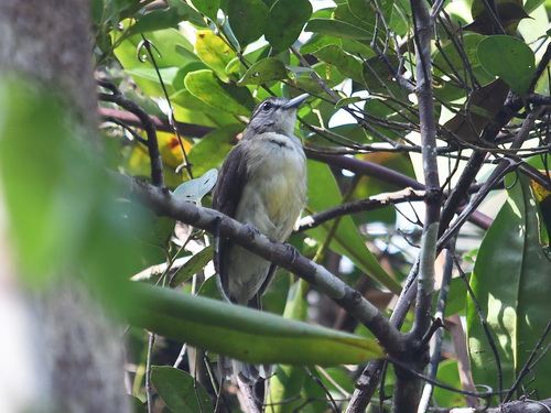 Hook-billed Bulbul