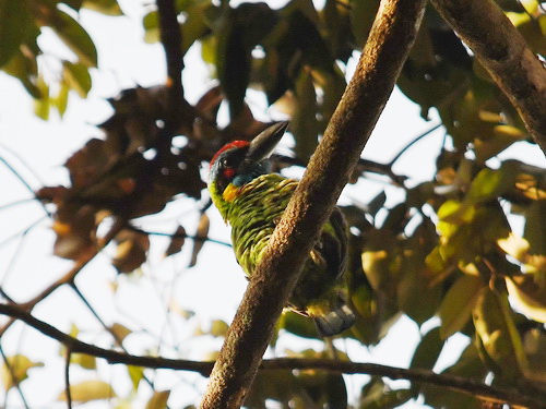Red-crowned Barbet