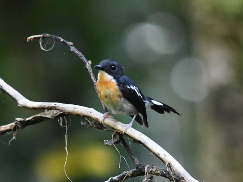 Rufous-chested Flycatcher