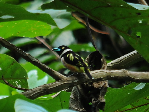 Black-&-yellow Broadbill
