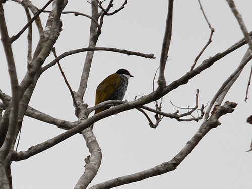 Scaly-breasted Bulbul
