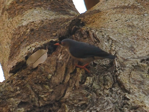 Velvet-fronted Nuthatch