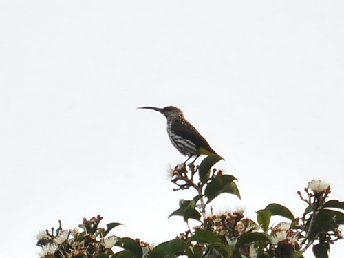 Whitehead's Spiderhunter