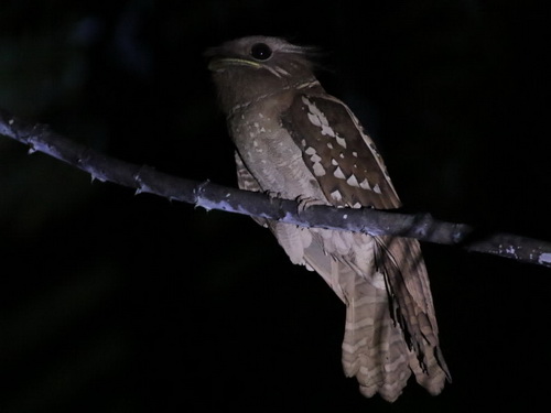 Dulit Frogmouth