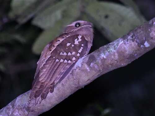 Dulit Frogmouth