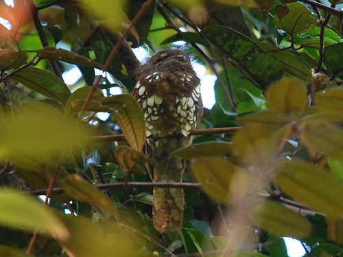 Bornean Frogmouth