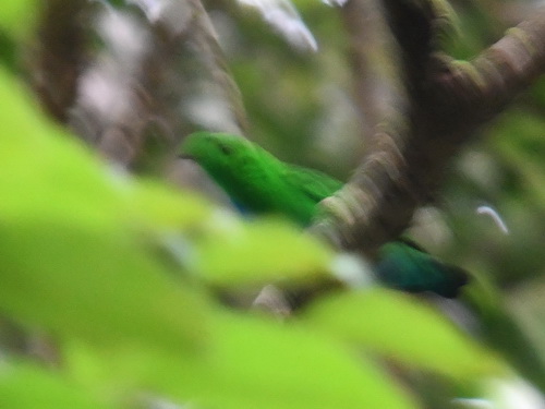 Hose's Broadbill