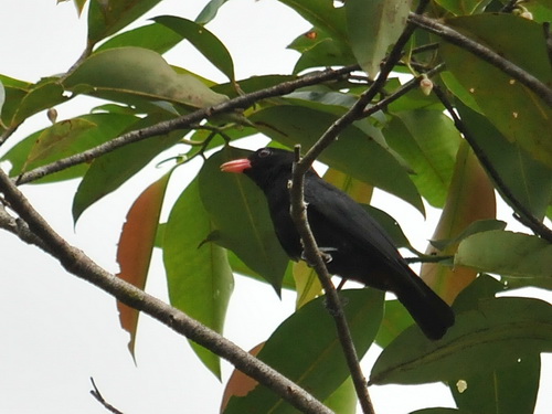 Black Oriole