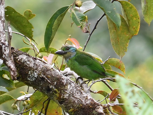 Mountain Barbet