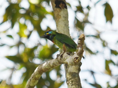 Bornean Barbet