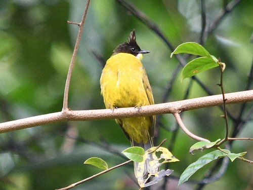 Bornean Bulbul