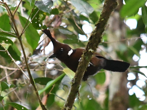 Crested Shrikejay