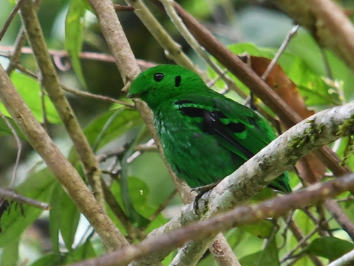 Green Broadbill
