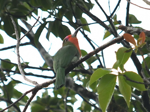 Red-bearded Bee-eater