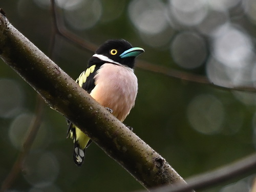 Black-&-yellow Broadbill