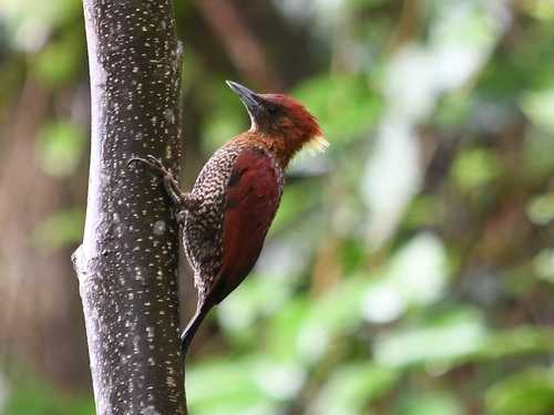 Banded Woodpecker