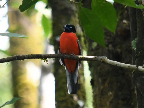 Scarlet-rumped Trogon