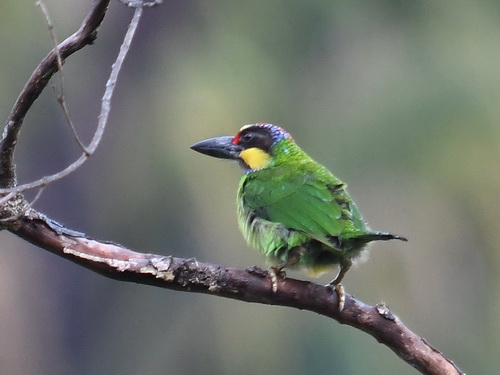 Gold-whiskered Barbet