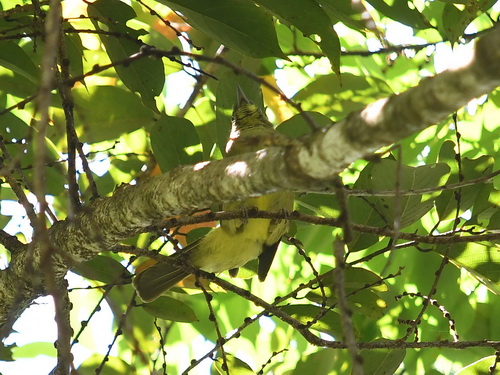 Finsch's Bulbul