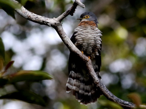 Bock's Hawk Cuckoo