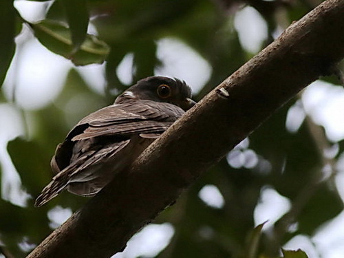 Malaysian Hawk Cuckoo