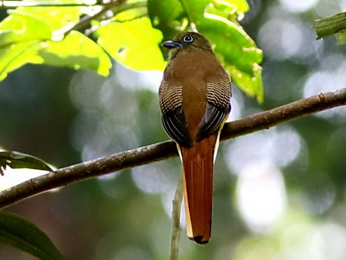 Orange-breasted Trogon