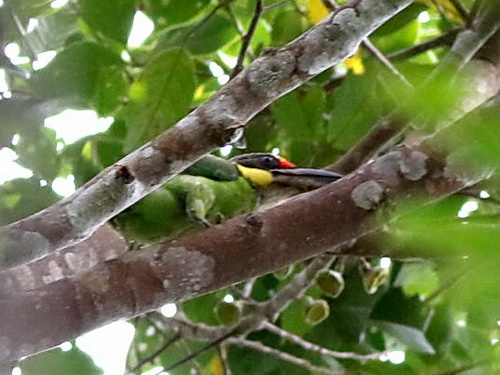 Gold-whiskered Barbet