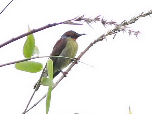 Red-throated Sunbird
