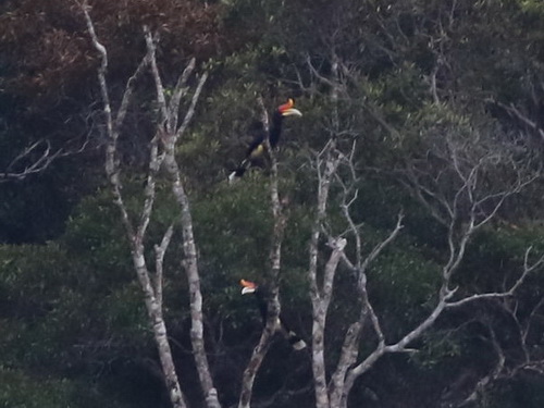 Rhinoceres Hornbill