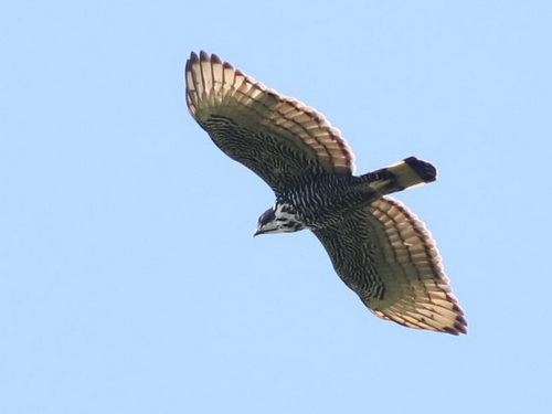 Blyth's Hawk Eagle