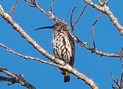 Whitehead's Spiderhunter