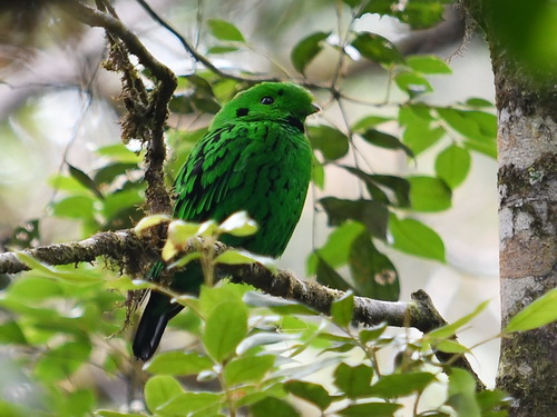 Whitehead's Broadbill