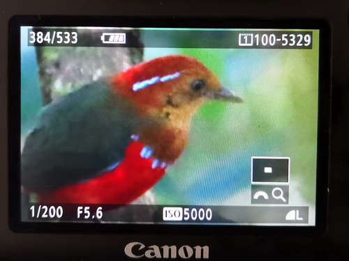 Blue-banded Pitta
