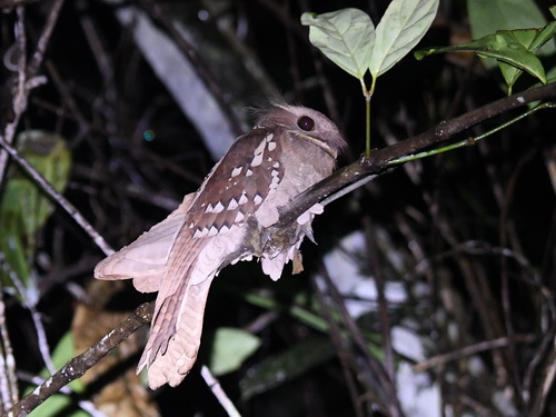 Dulit Frogmouth
