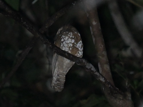 Bornean Frogmouth