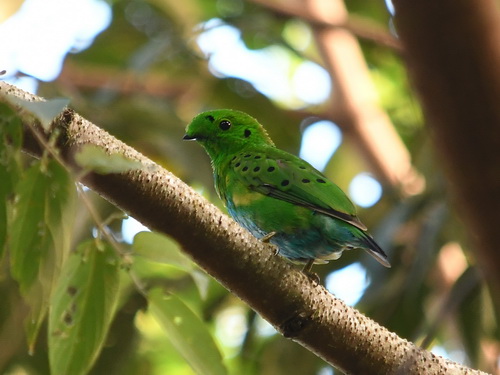 Hose's Broadbill