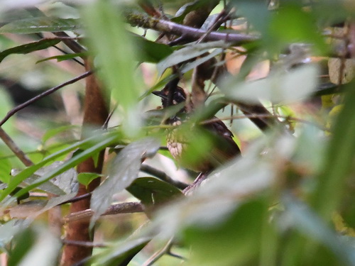 Black-throated Wren-babbler