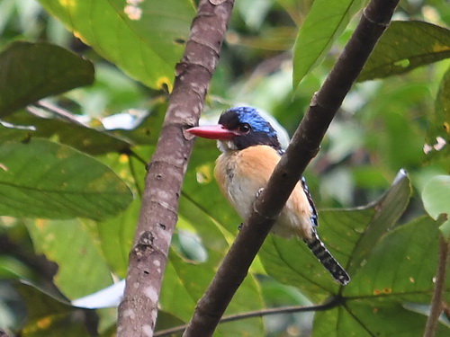 Bornean Banded Kingfisher