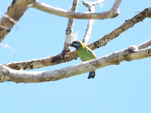 Bornean Barbet