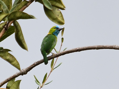 Golden-naped Barbet