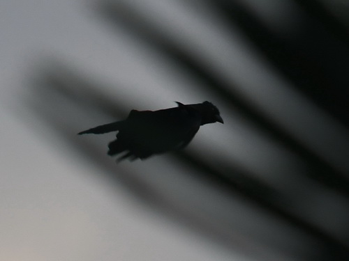 Bornean Black Magpie