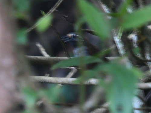 Dayak Jungle Flycatcher