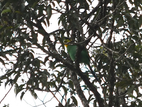 Long-tailed Broadbill