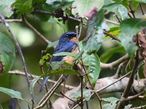 Dayak Jungle Flycatcher