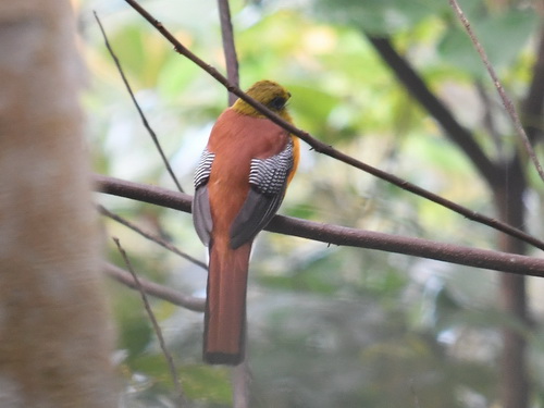 Orange-breasted Trogon